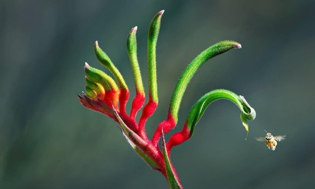 Everything You Need to Know About Kangaroo Paws | Mulches and More